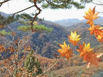 探索澳门彩票的新纪元，2025年新澳门正版免费与天天开奖免费查询